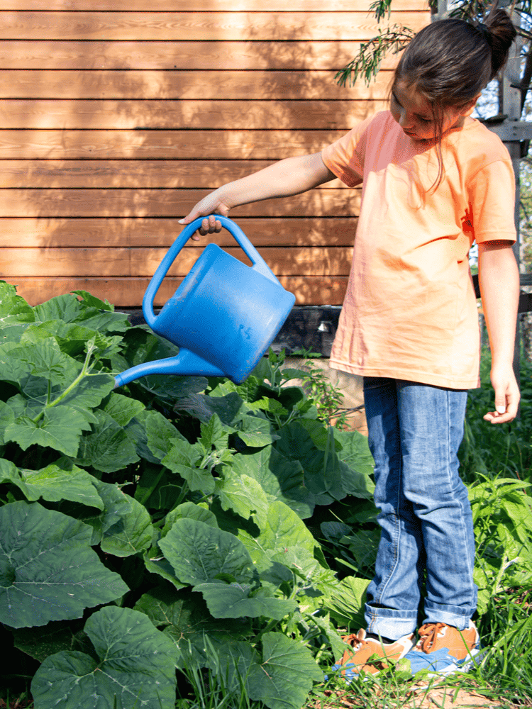 A young child in an orange shirt and blue jeans stands attentively watering a lush pumpkin patch with large green leaves using a bright blue watering can, against a backdrop of a wooden fence bathed in sunlight ar 3:4