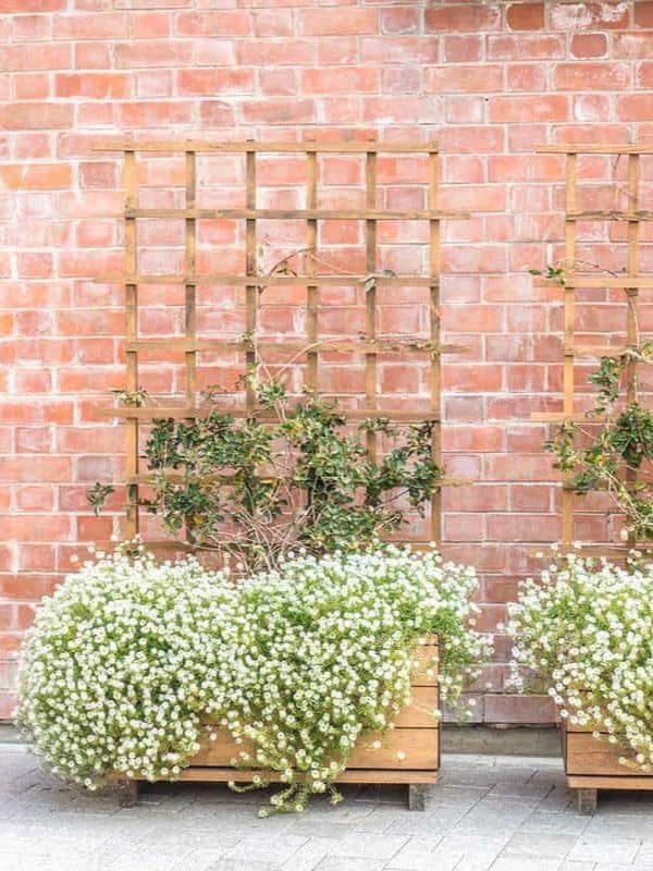 Against a red brick wall with a lattice trellis, wooden planters overflow with white flowering plants, their delicate blooms creating a soft contrast to the structured backdrop ar 3:4