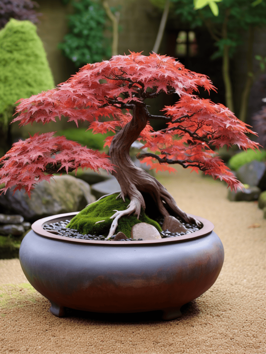 An intricately shaped Japanese Maple bonsai with a rich tapestry of fiery red leaves, artfully presented in a polished, round bonsai pot, set against the serene backdrop of a meticulously raked gravel garden ar 3:4