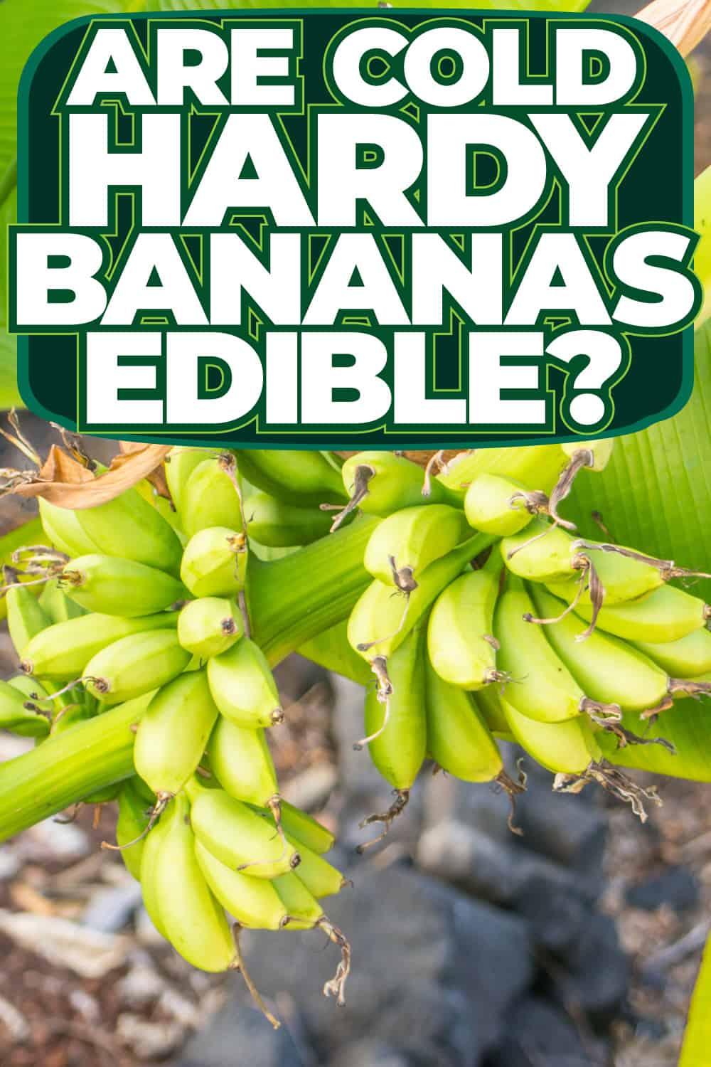 Are Cold Hardy Bananas Edible?