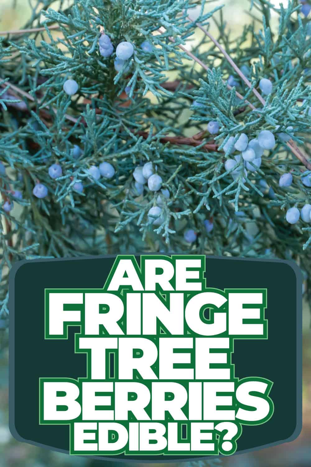 Are Fringe Tree Berries Edible