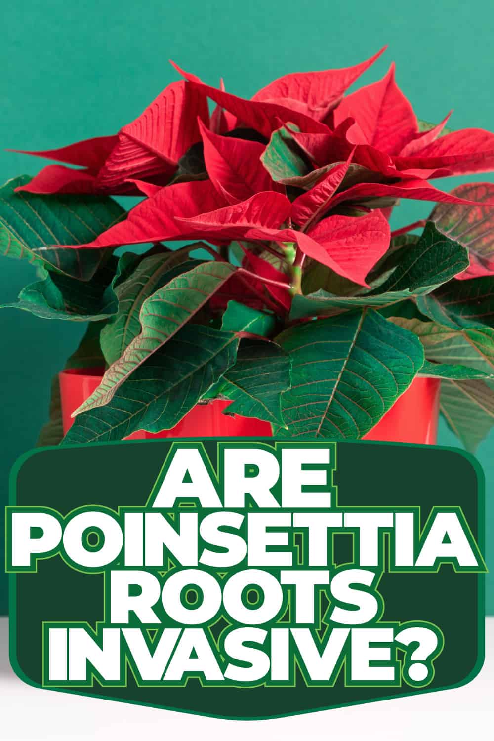 Are Poinsettia Roots Invasive?