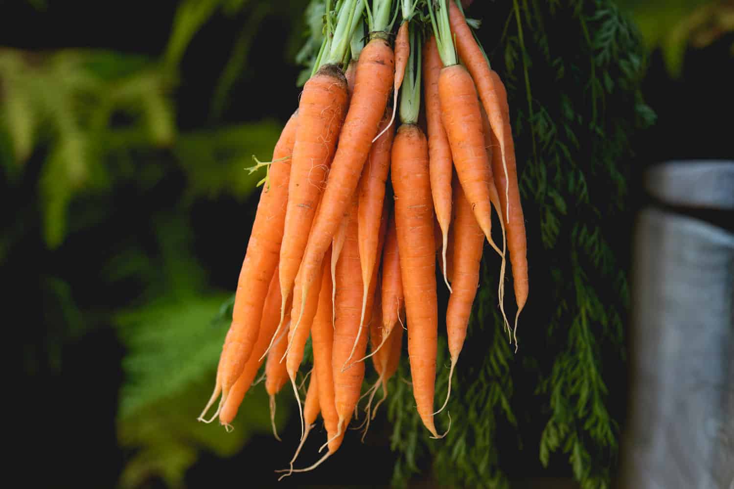 A pile of healthy baby carrots