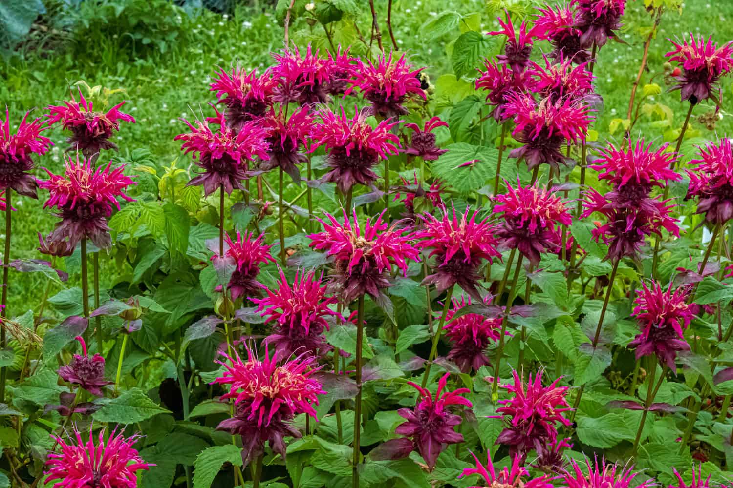 Dark maroon petal colors of a bee balm plant