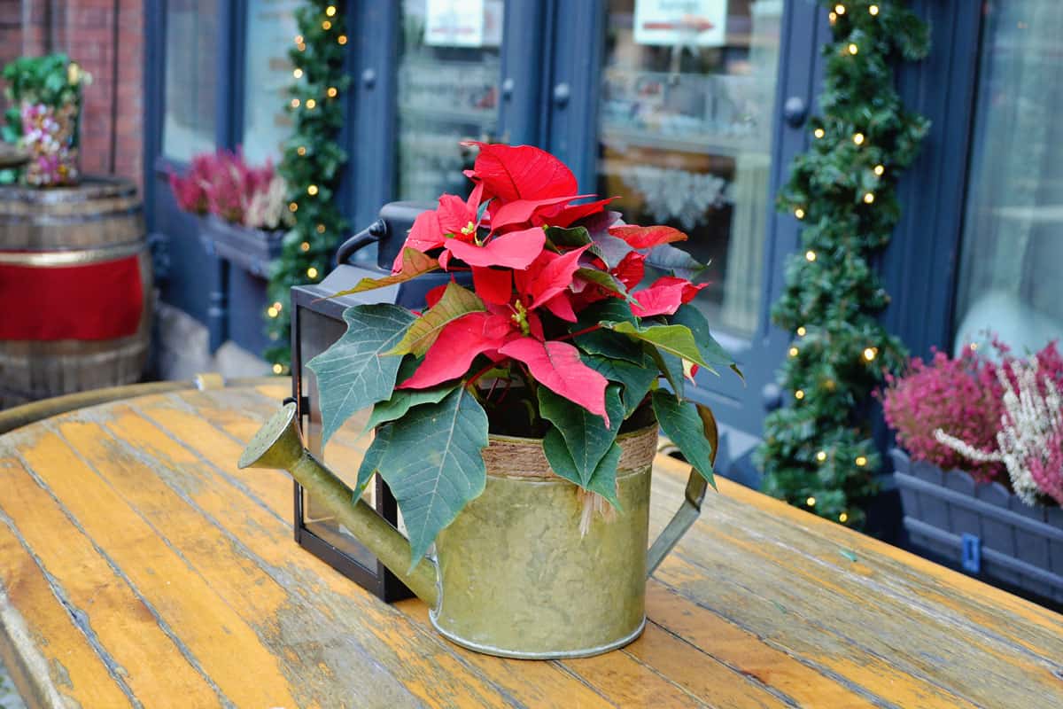 A small beautiful poinsettia in a small table