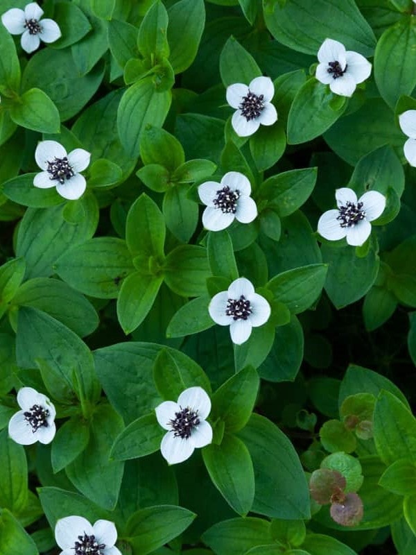 Bunchberry flowers blooming at the garden ar 3:4