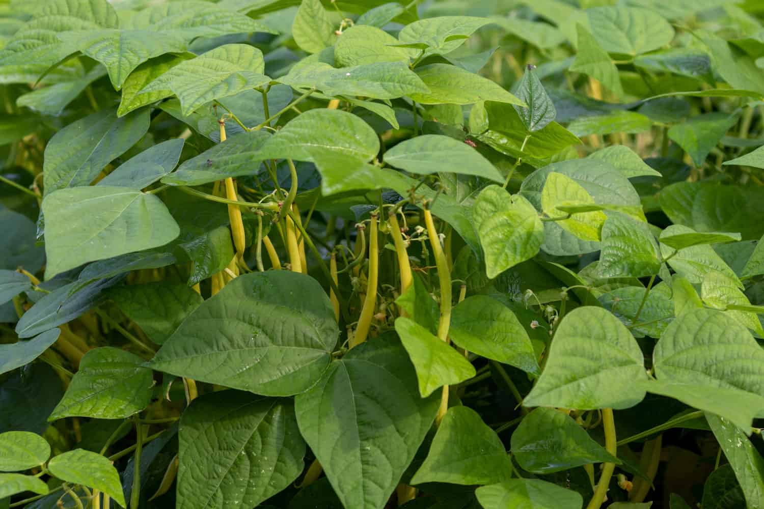 Healthy growing bush beans