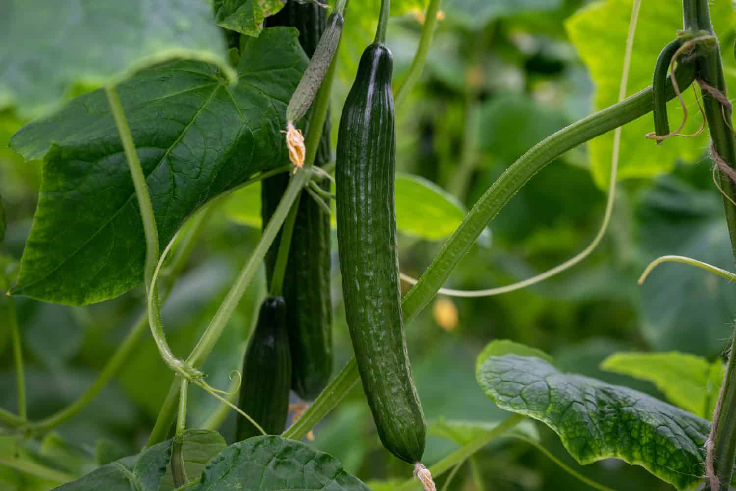 Growing heathy cucumbers ready for harvest