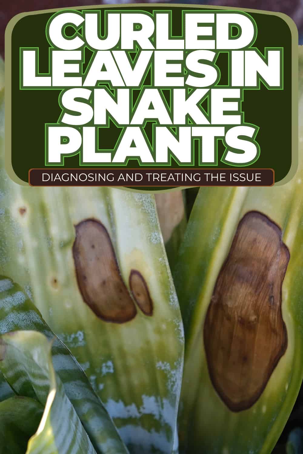 Curled Leaves in Snake Plants: Diagnosing and Treating the Issue