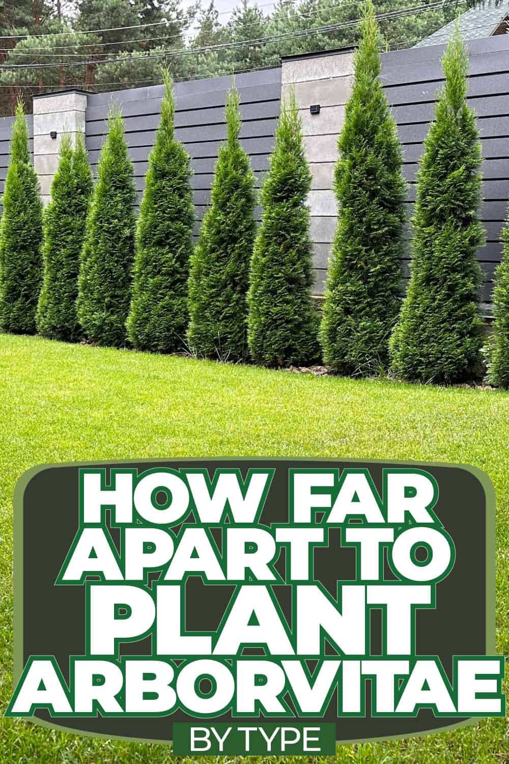 How Far Apart To Plant Arborvitae [By Type]
