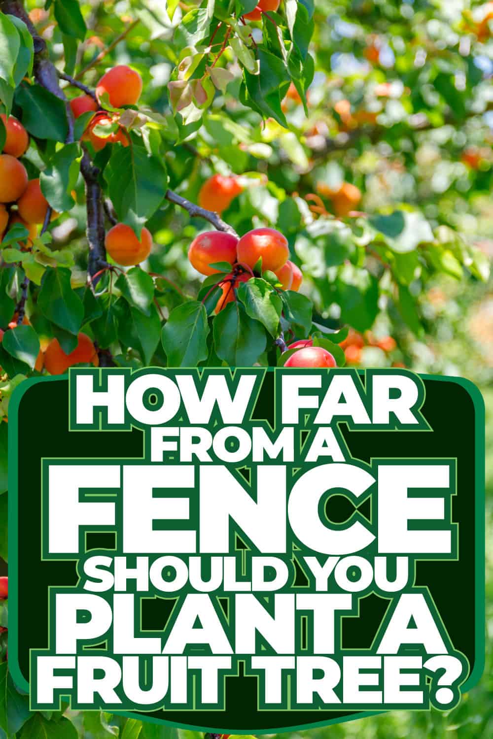 How Far From A Fence Should You Plant A Fruit Tree?