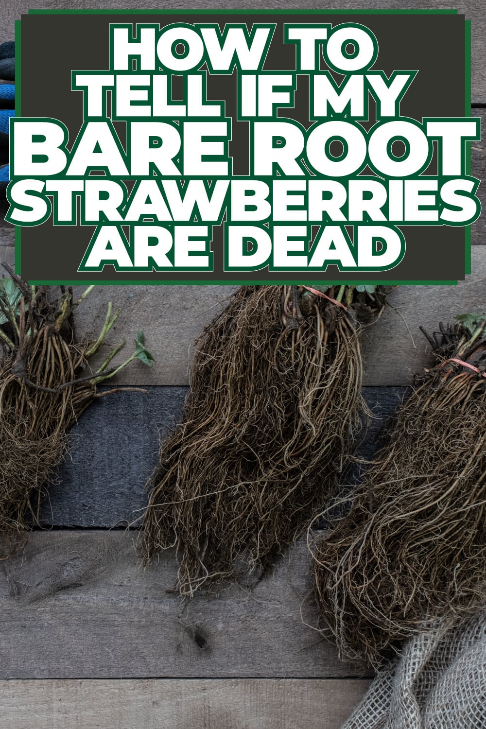 How To Tell If My Bare Root Strawberries Are Dead