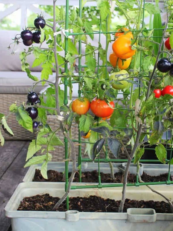 In a home garden setting, a selection of ripe and ripening tomatoes in shades of orange and red are supported by a green cage structure, alongside deep purple, almost black eggplants, all growing in a large, rectangular, light green container filled with rich soil ar 3:4