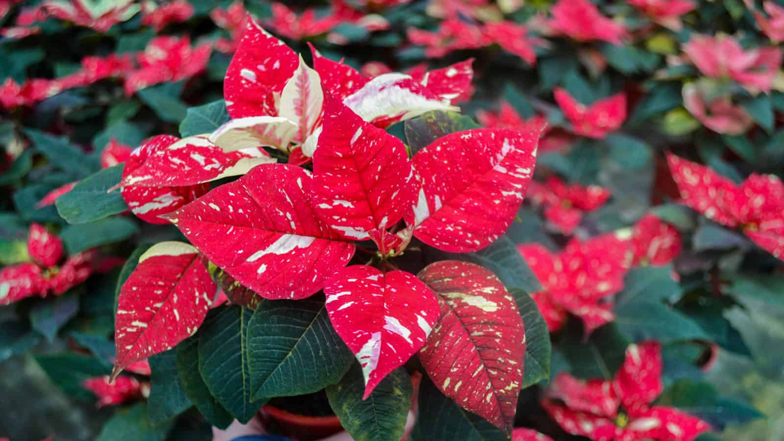 Jingle Bells poinsettia blooming bright with white and red
