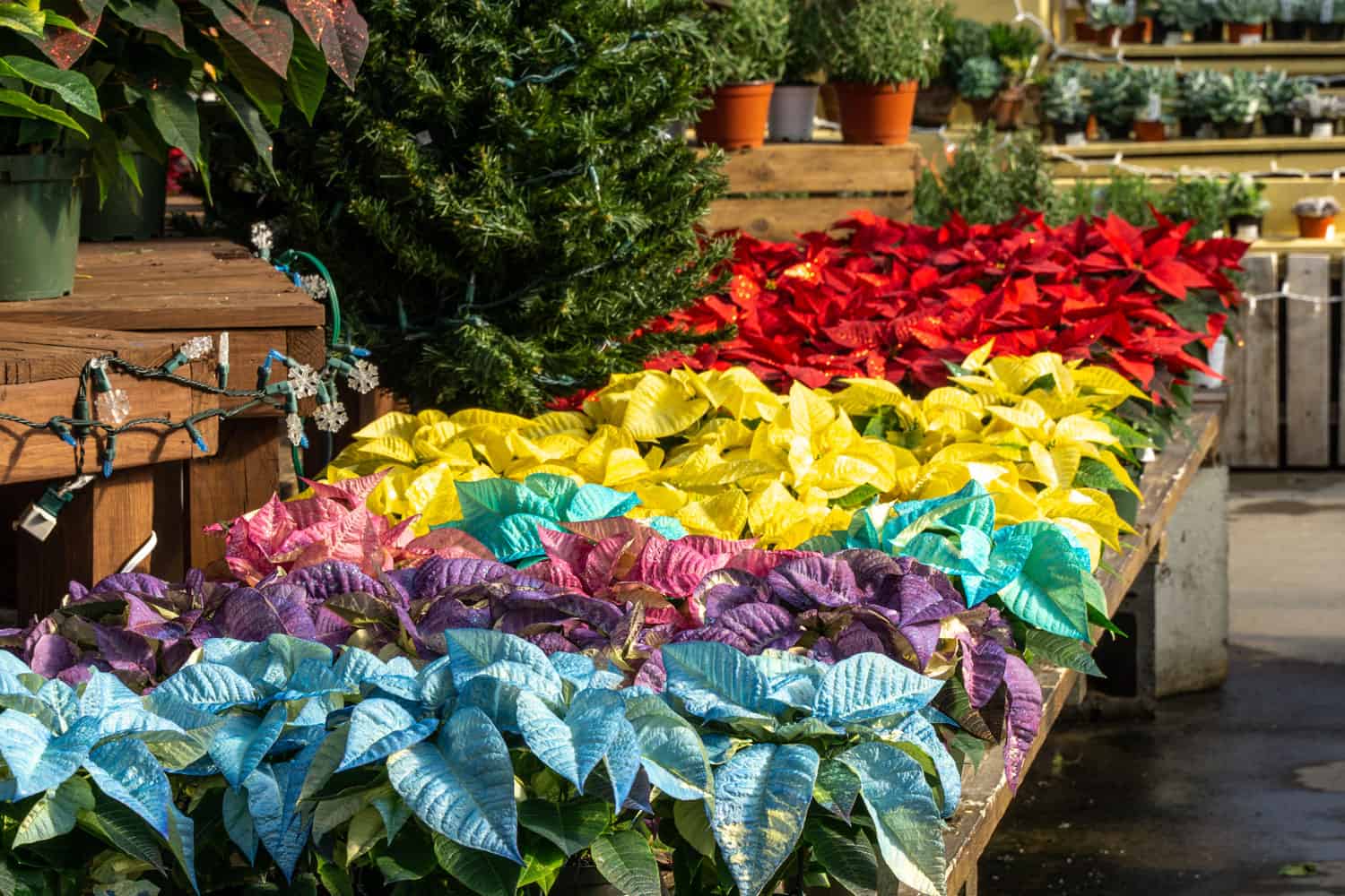 Bright colors of different colors of Poinsettias 