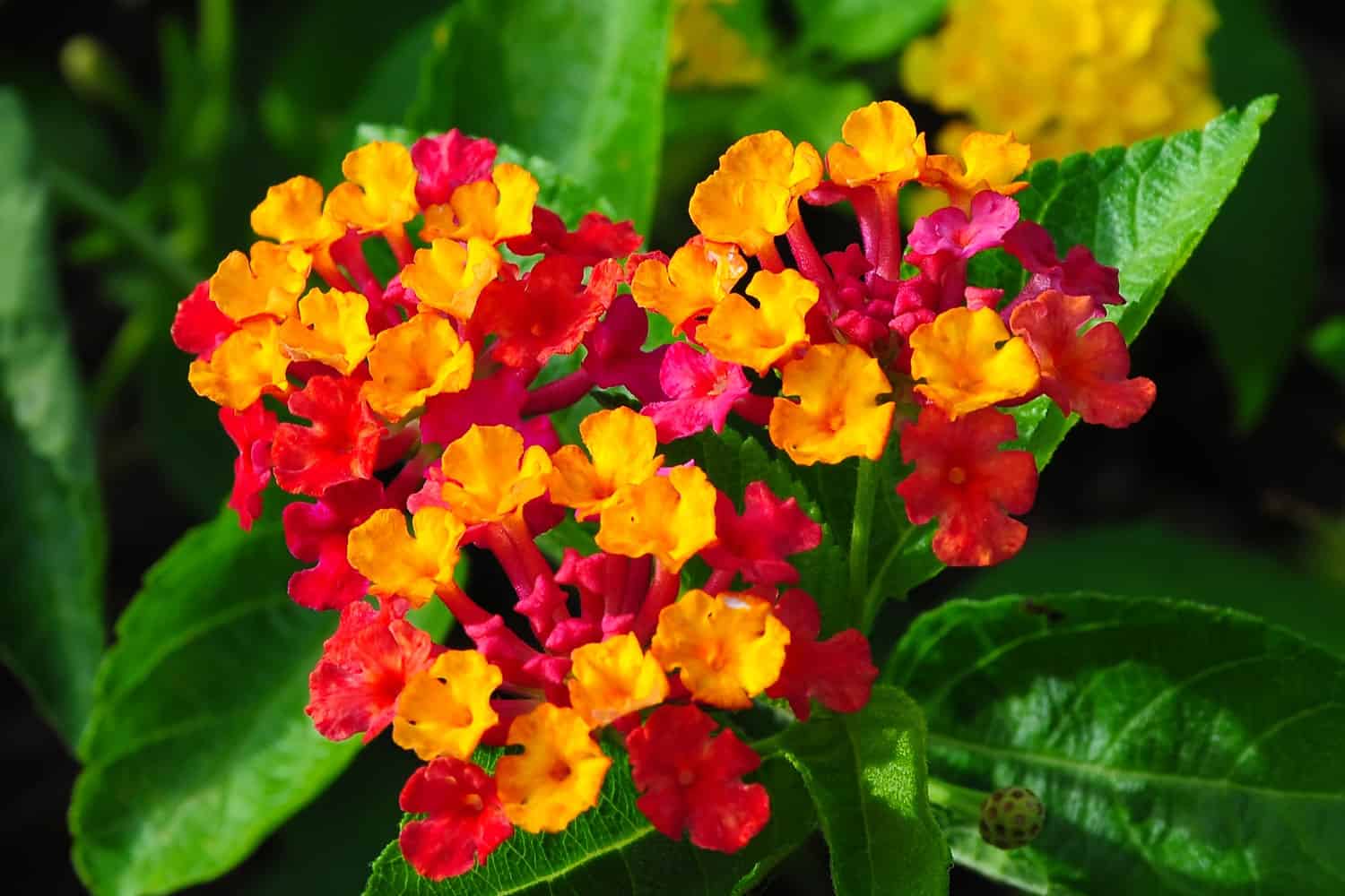 Stunning bright yellow and red petals of a Lantana flower