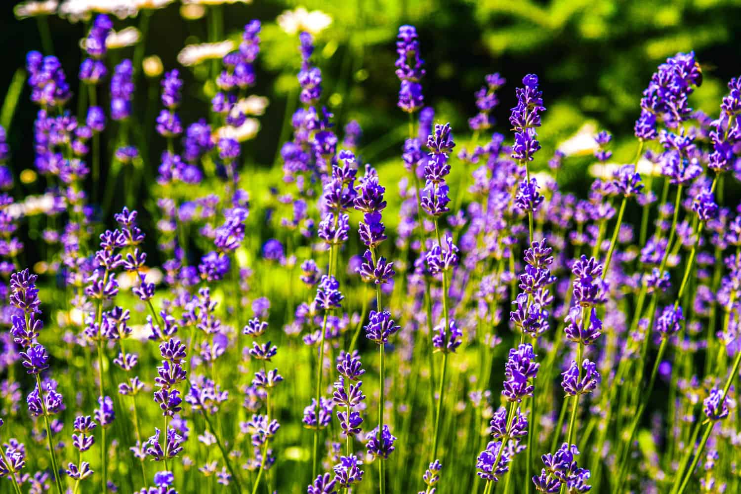 Blooming lavender photographed up close