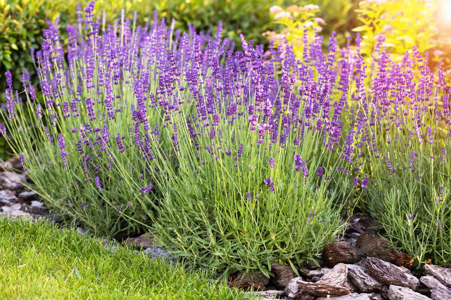 Gorgeous bright lavenders planted on the garden
