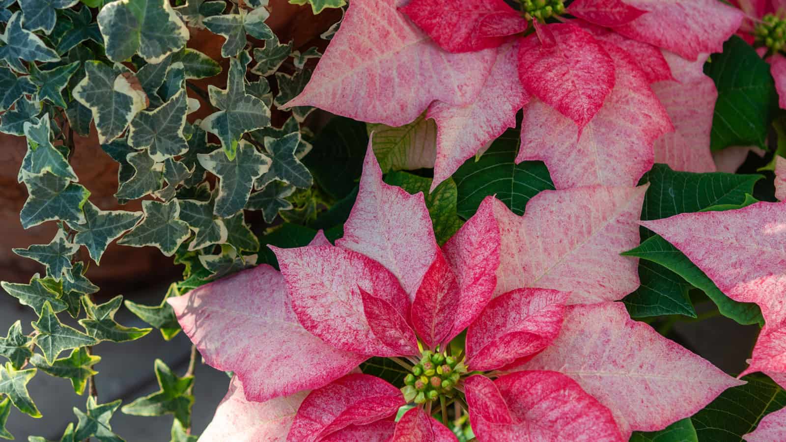 Mixture of bright pink and white colors of a marble star poinsettia