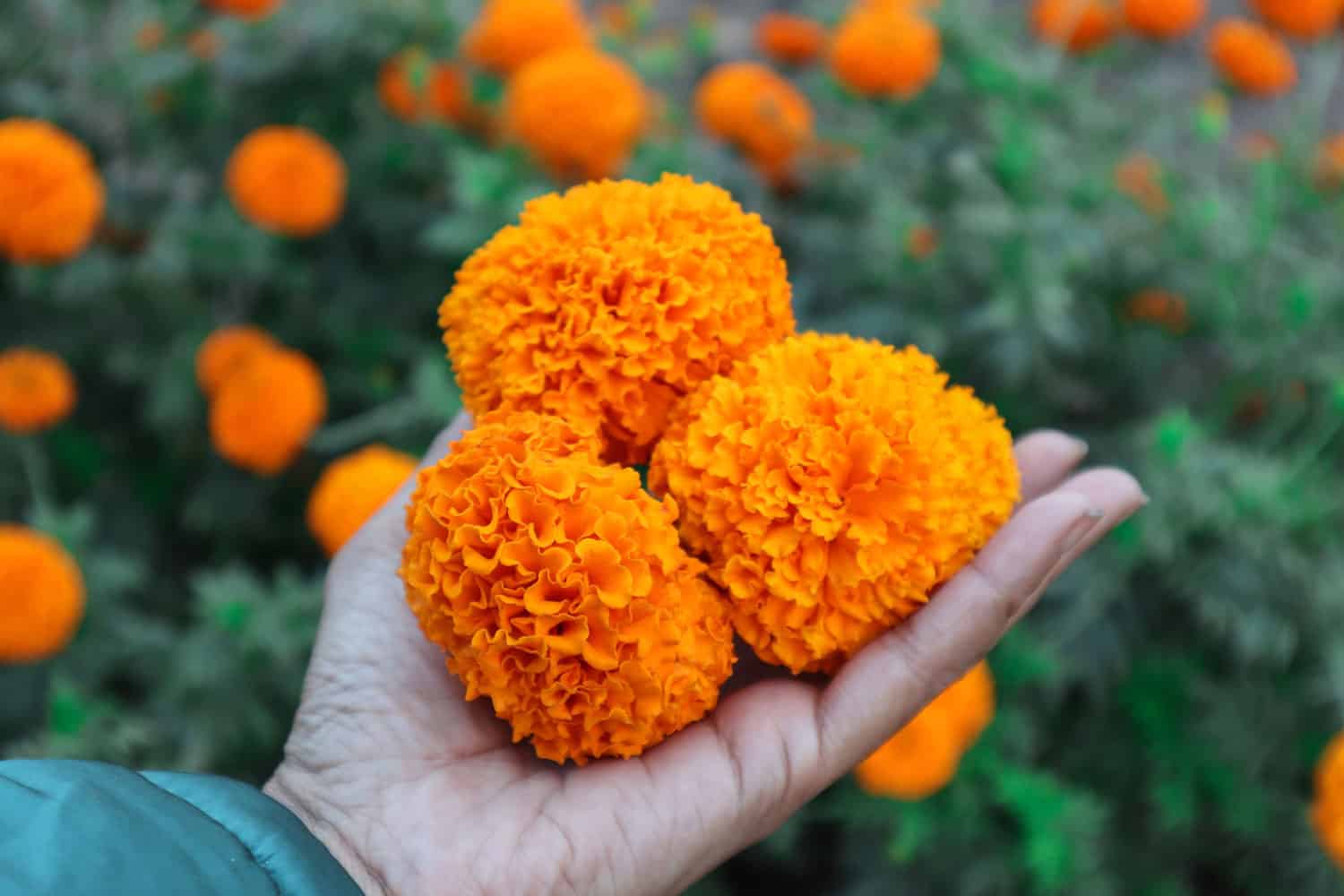 Gardener holding three blooming Marigolds