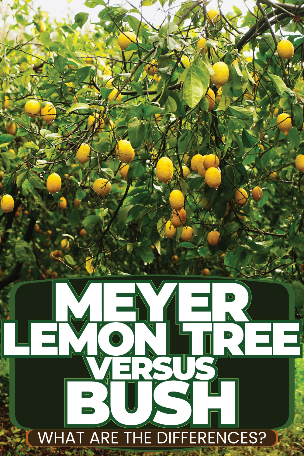 Meyer Lemon Tree Vs Bush: What Are The Differences?