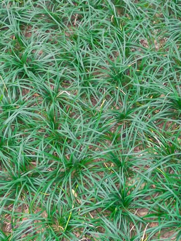 Mondo grass photographed up close ar 3:4