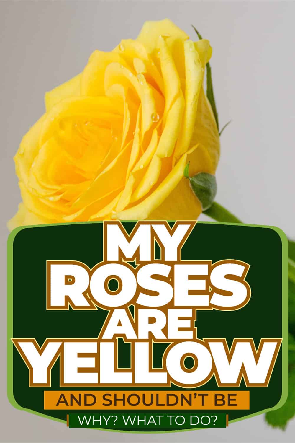 My Roses Are Yellow (And Shouldn't Be) - Why? What To Do?