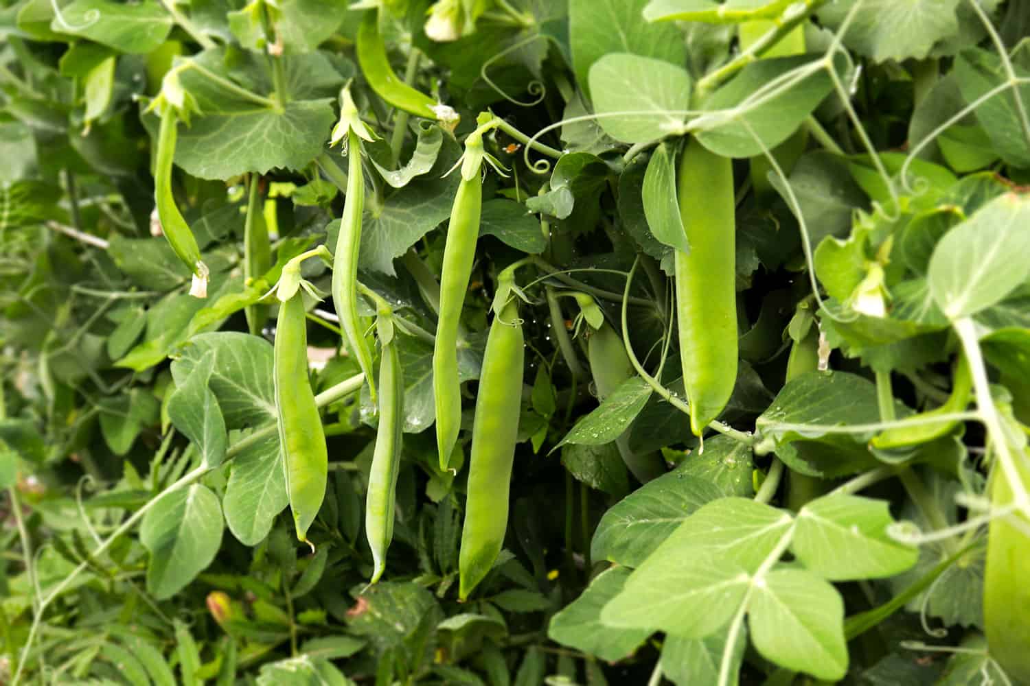 Healthy peas in the garden