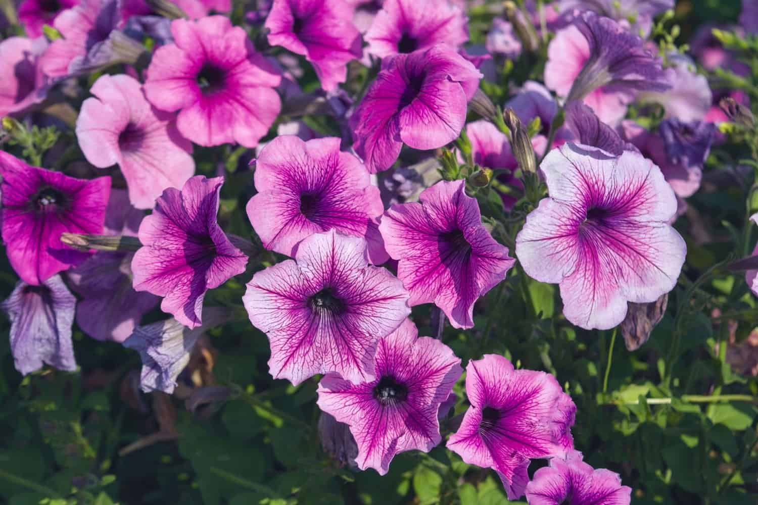 Mixture of bright and deep purple leaves of Petunias