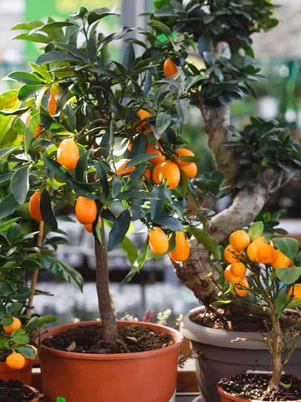Potted kumquat trees with shiny, dark green leaves and bright orange fruits, prominently displayed in terracotta pots ar 3:4