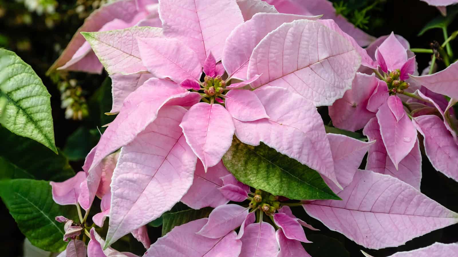 Gorgeous bright pink leaves of a Pricenttia pink poinsettia