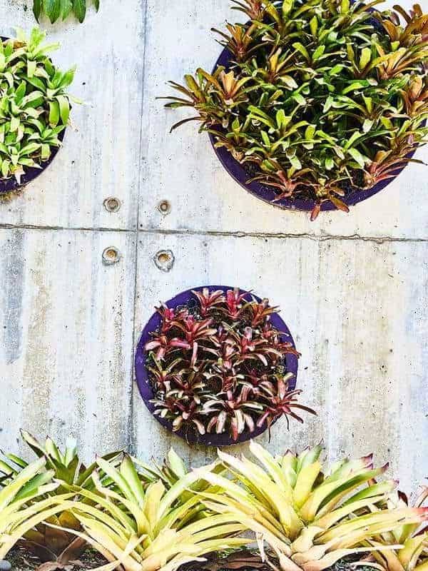 Round wall-mounted planters display a variety of succulents with leaves ranging from light green to burgundy, set against a concrete wall with visible bolts, adding a touch of greenery to the industrial setting ar 3:4