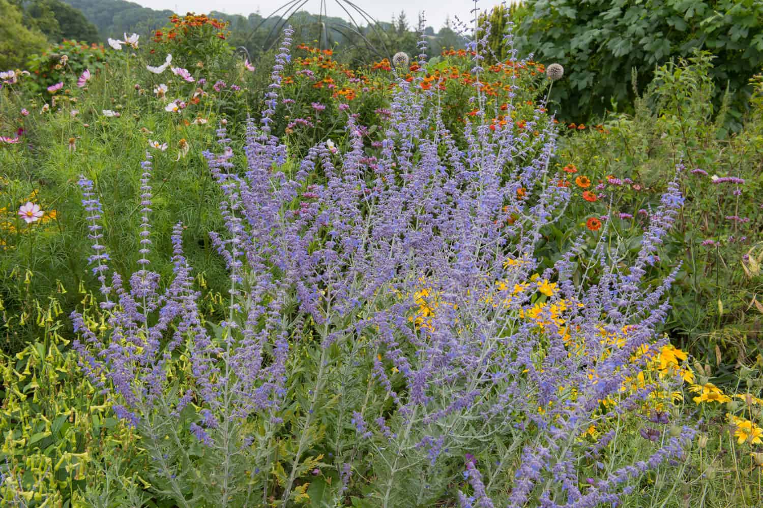 Russian sage photographed in the garden