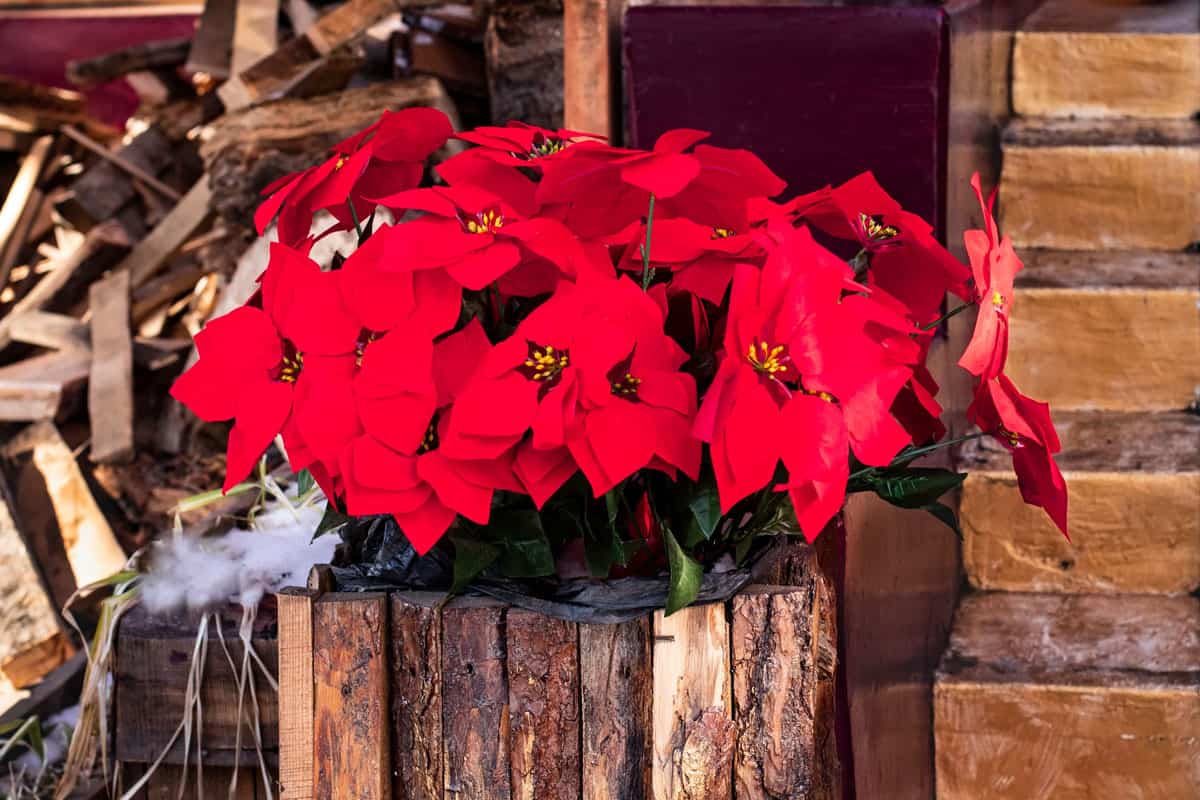 A small bunch of red poinsettia