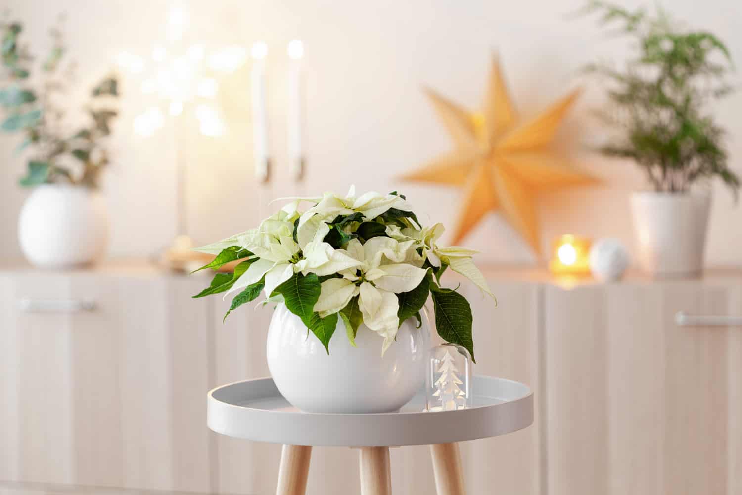 Bright white poinsettia on a white bowl