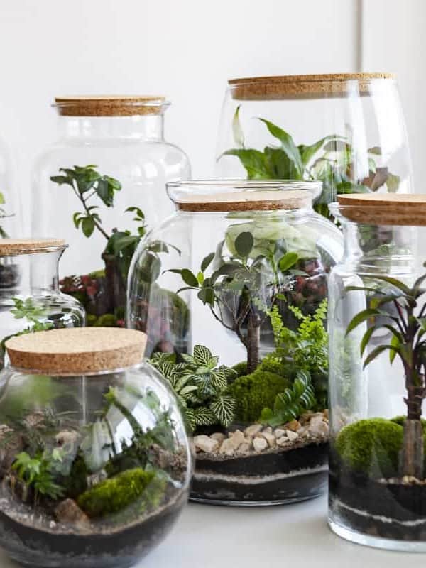 Several transparent glass jars of various sizes, each with a cork lid, house miniature gardens with assorted green plants and mosses, arranged neatly on a white surface against a pale background ar 3:4