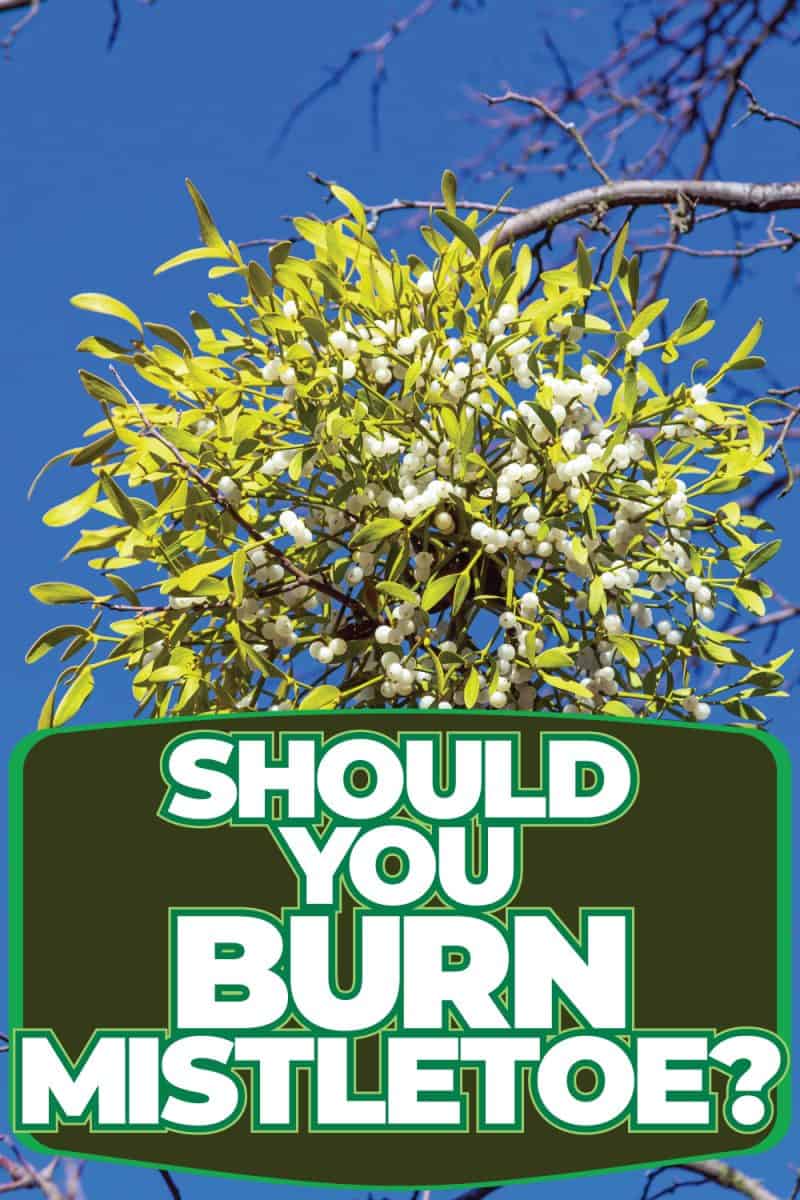 Should You Burn Mistletoe?