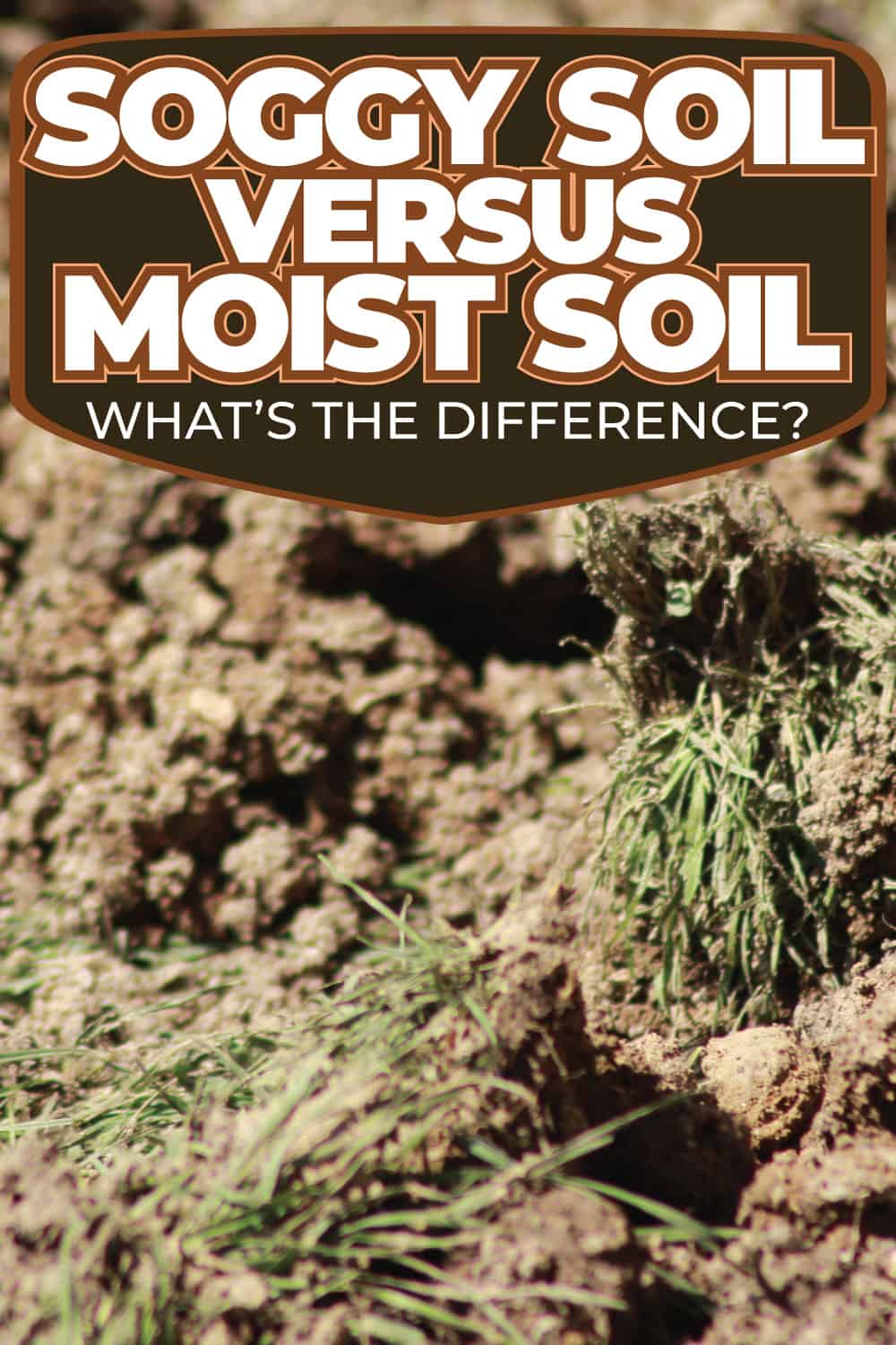 Soggy Soil Vs Moist Soil: What's The Difference?