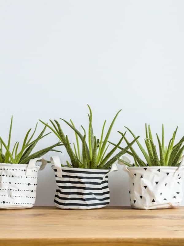 Three aloe vera plants in decorative white fabric pots with different black patterns, positioned on a wooden surface against a plain white background 3:4