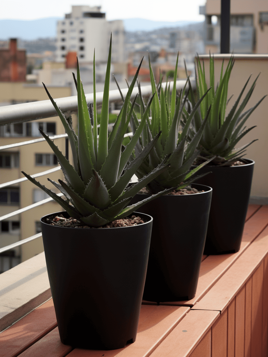 Three large aloe vera plants in thin black plastic containers are lined up on a sunlit balcony ledge, with a blurred urban landscape in the background ar 3:4
