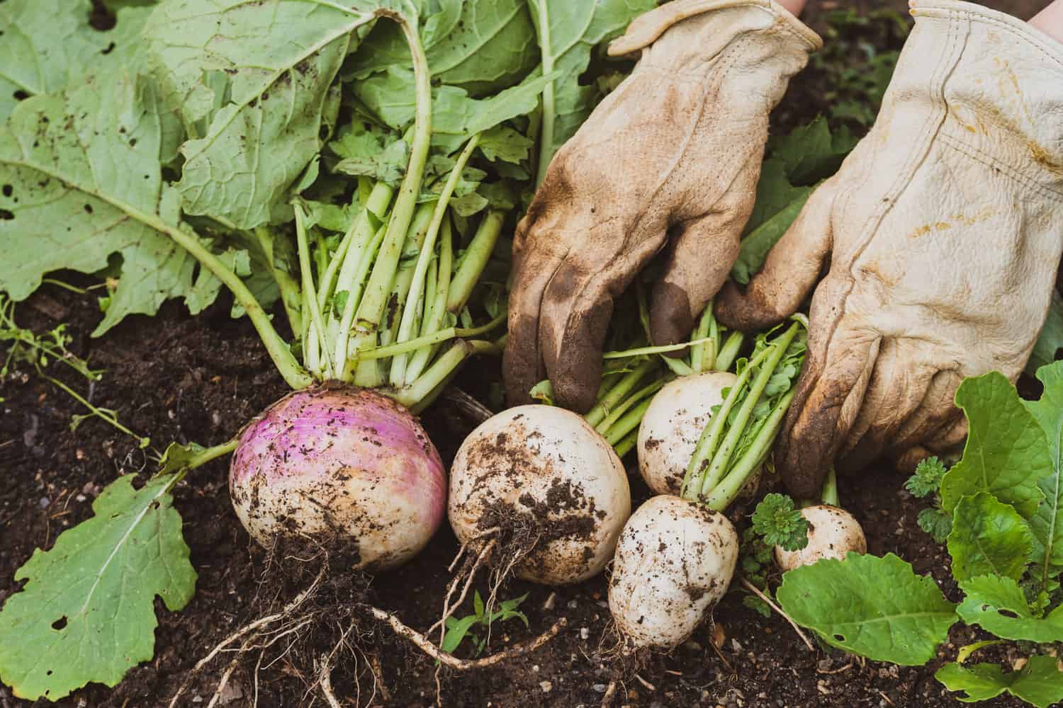 Gardener harvesting turnips in the garden