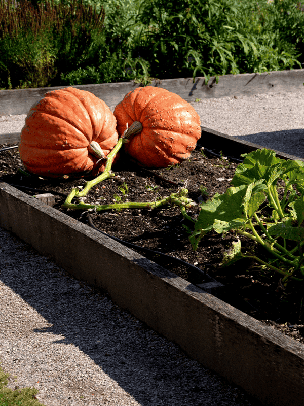Two large, ribbed pumpkins with a textured orange surface are connected by their stems in a raised garden bed ar 3:4