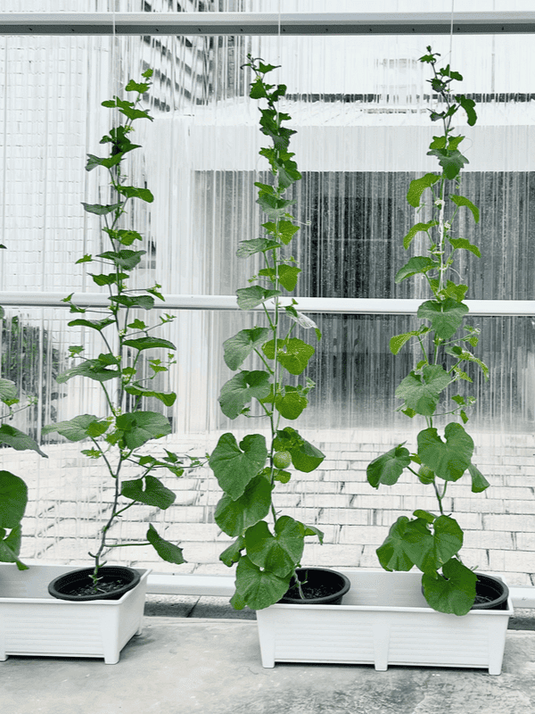 Verdant pumpkin vines stretch upward using rope as a guide, their large leaves thriving in white rectangular planters within a sunlit greenhouse, set against a contrasting corrugated backdrop ar 3:4