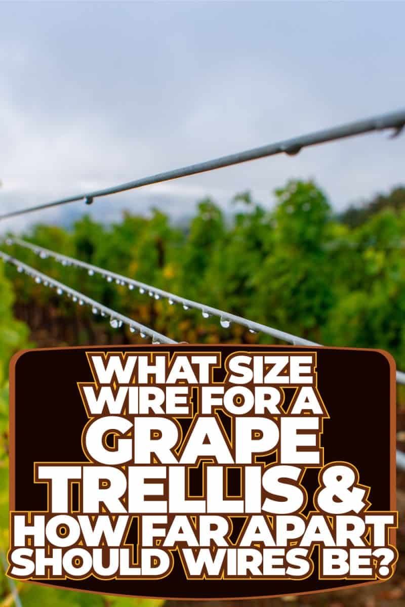 What Size Wire For A Grape Trellis & How Far Apart Should Wires Be?
