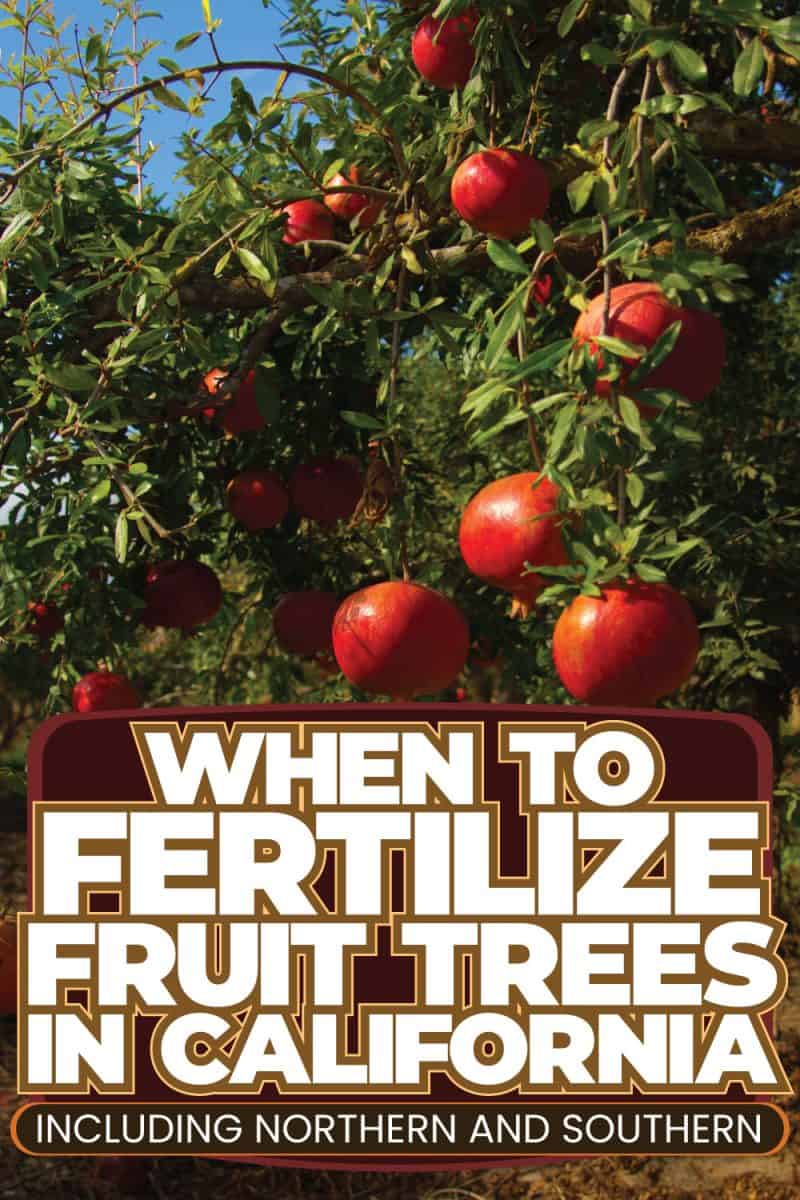 When To Fertilize Fruit Trees In California [Inc. Northern And Southern]