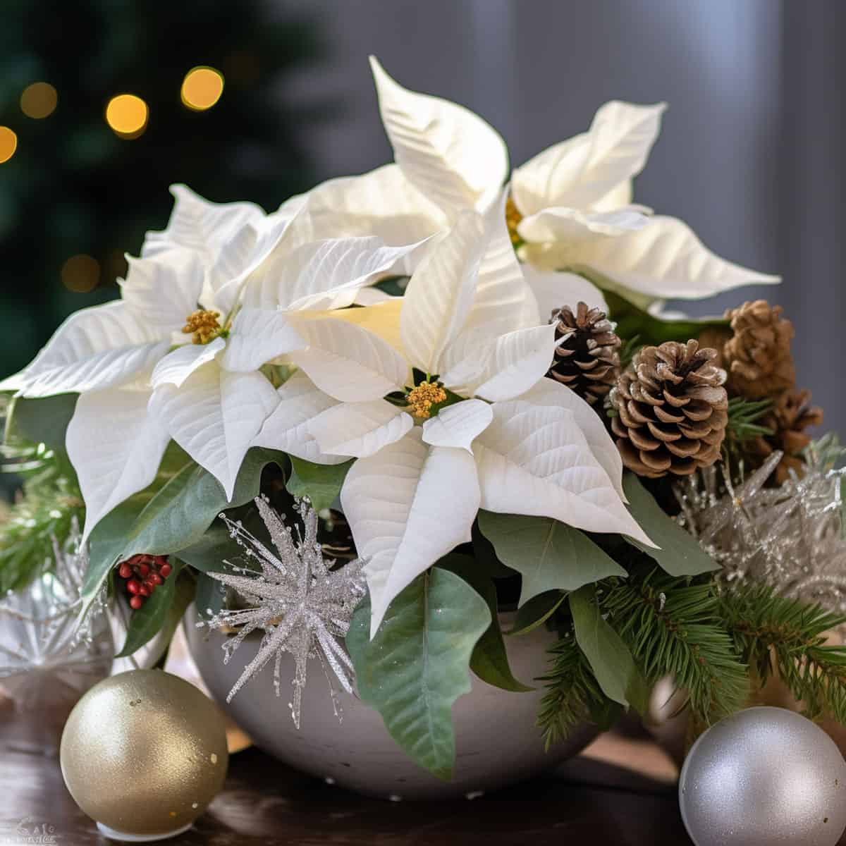 Up close photo of a white Poinsettia in a small bowl