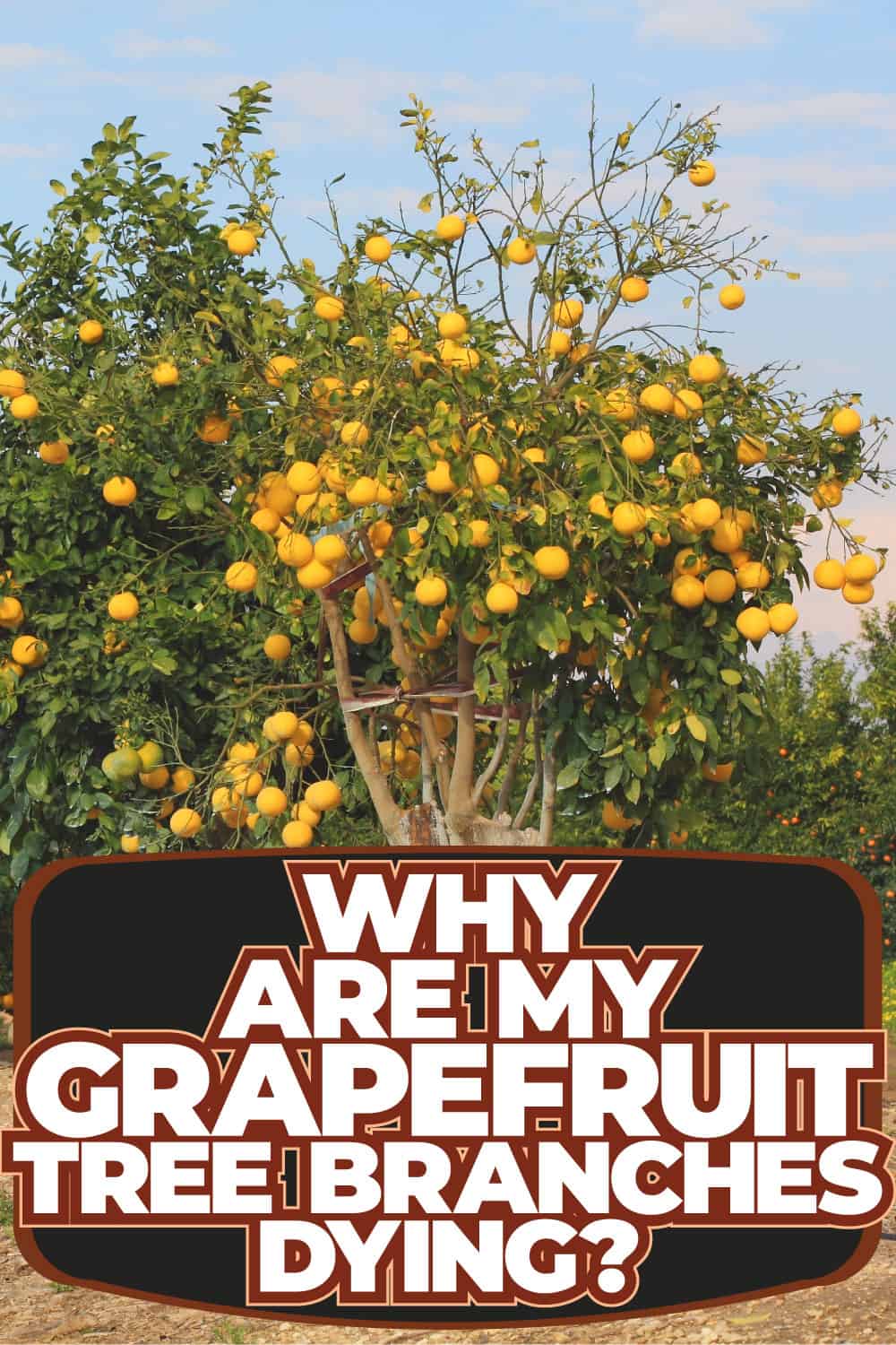Why Are My Grapefruit Tree Branches Dying?