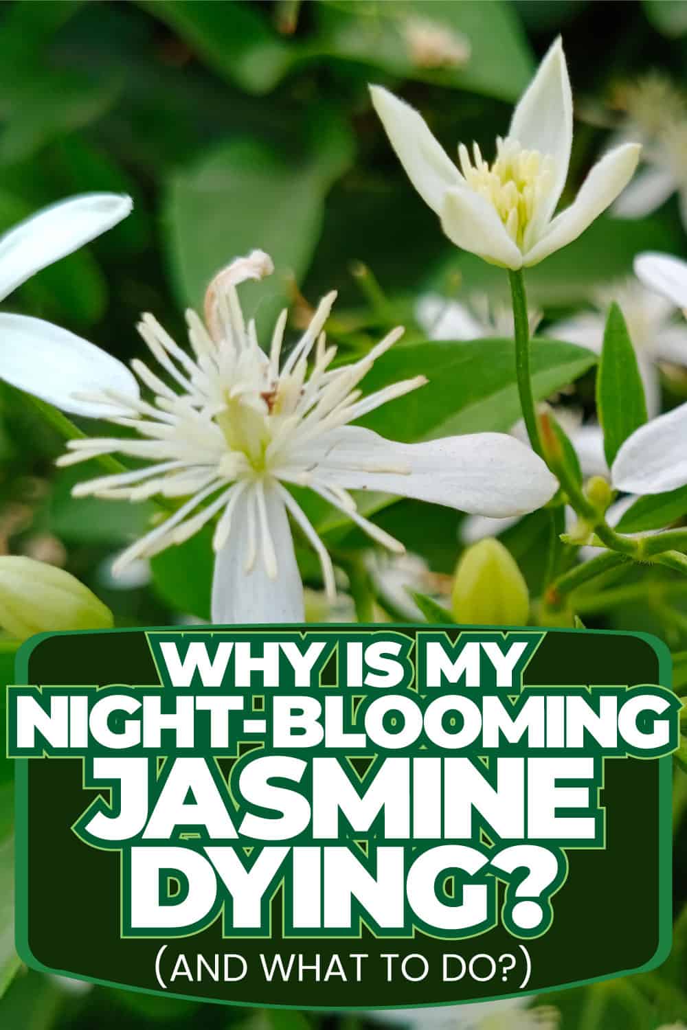 Why Is My Night-Blooming Jasmine Dying? [And What To Do]