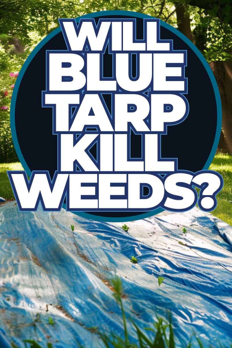 Will Blue Tarp Kill Weeds?