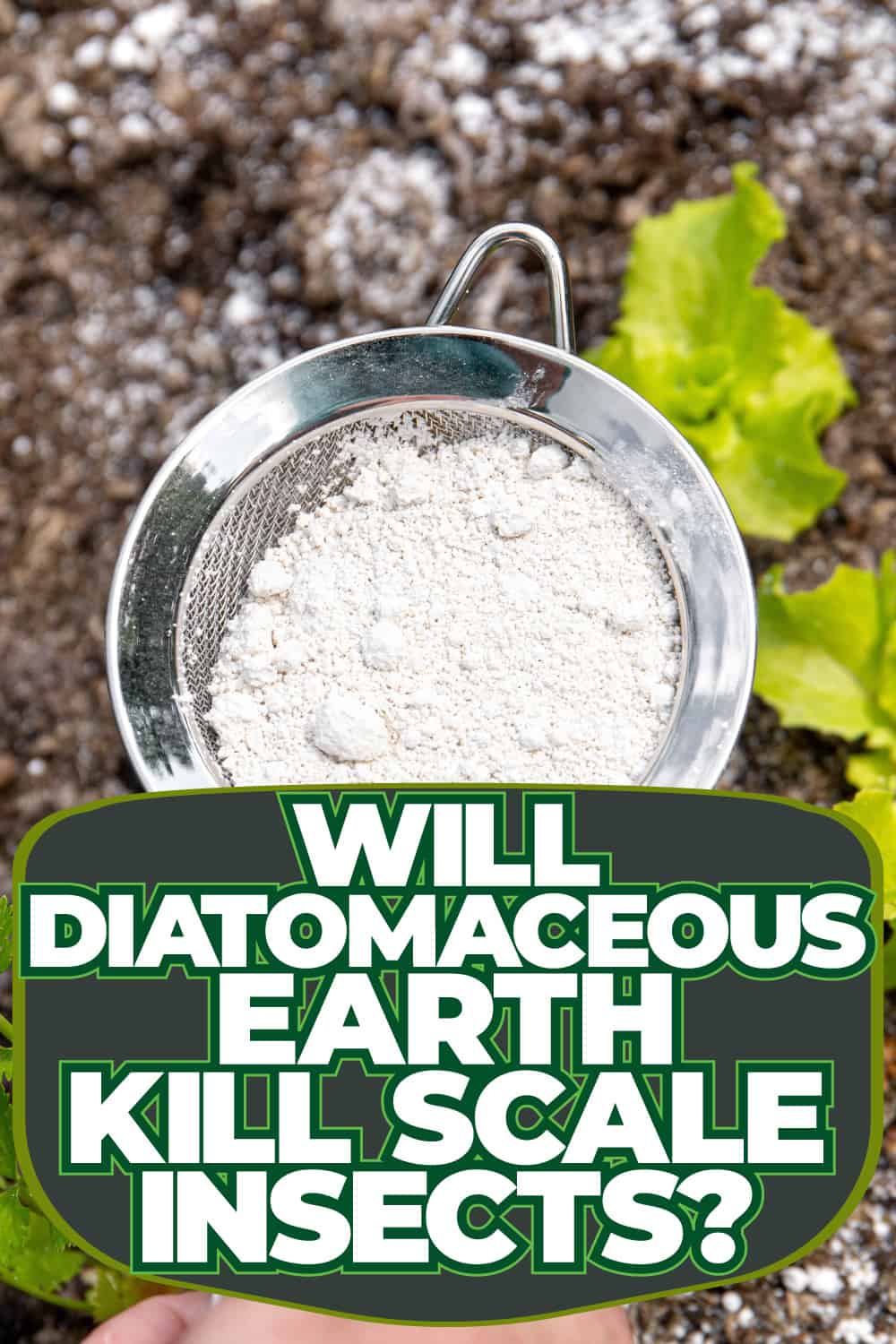 Will Diatomaceous Earth Kill Scale Insects?